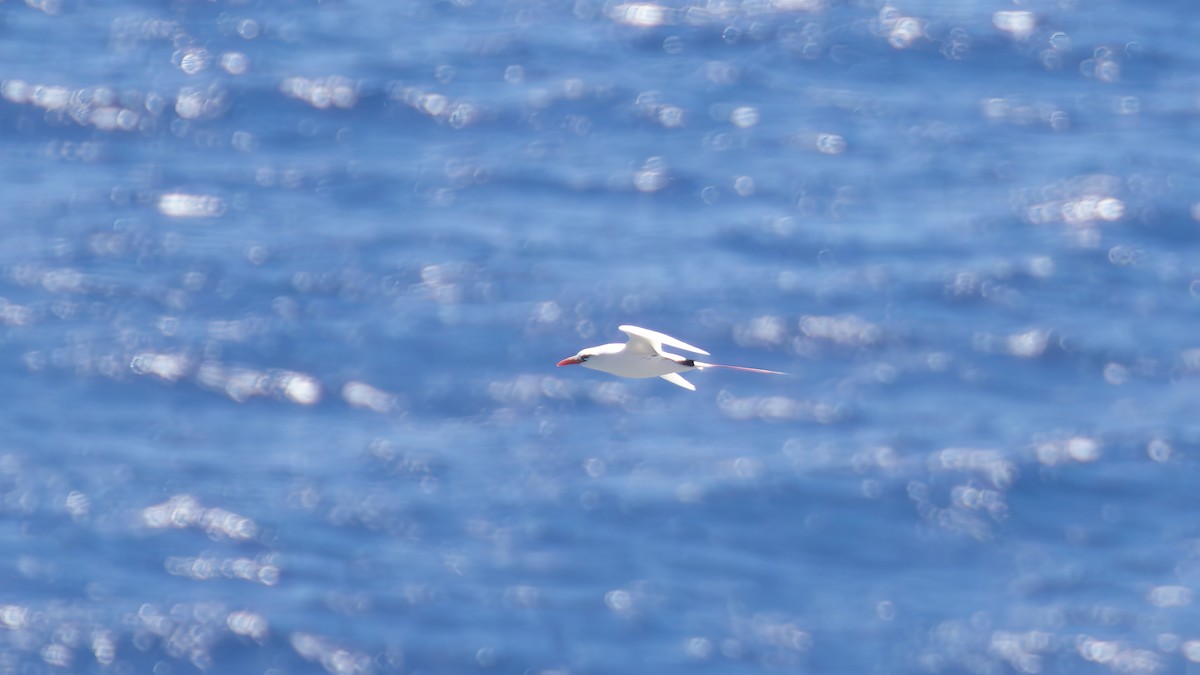 Red-tailed Tropicbird - ML621880783