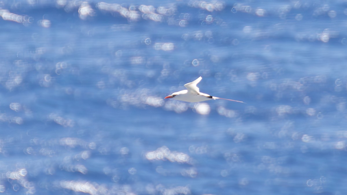 Red-tailed Tropicbird - ML621880785