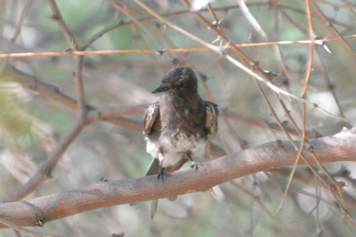 Black Phoebe - Jennifer  Kuehn