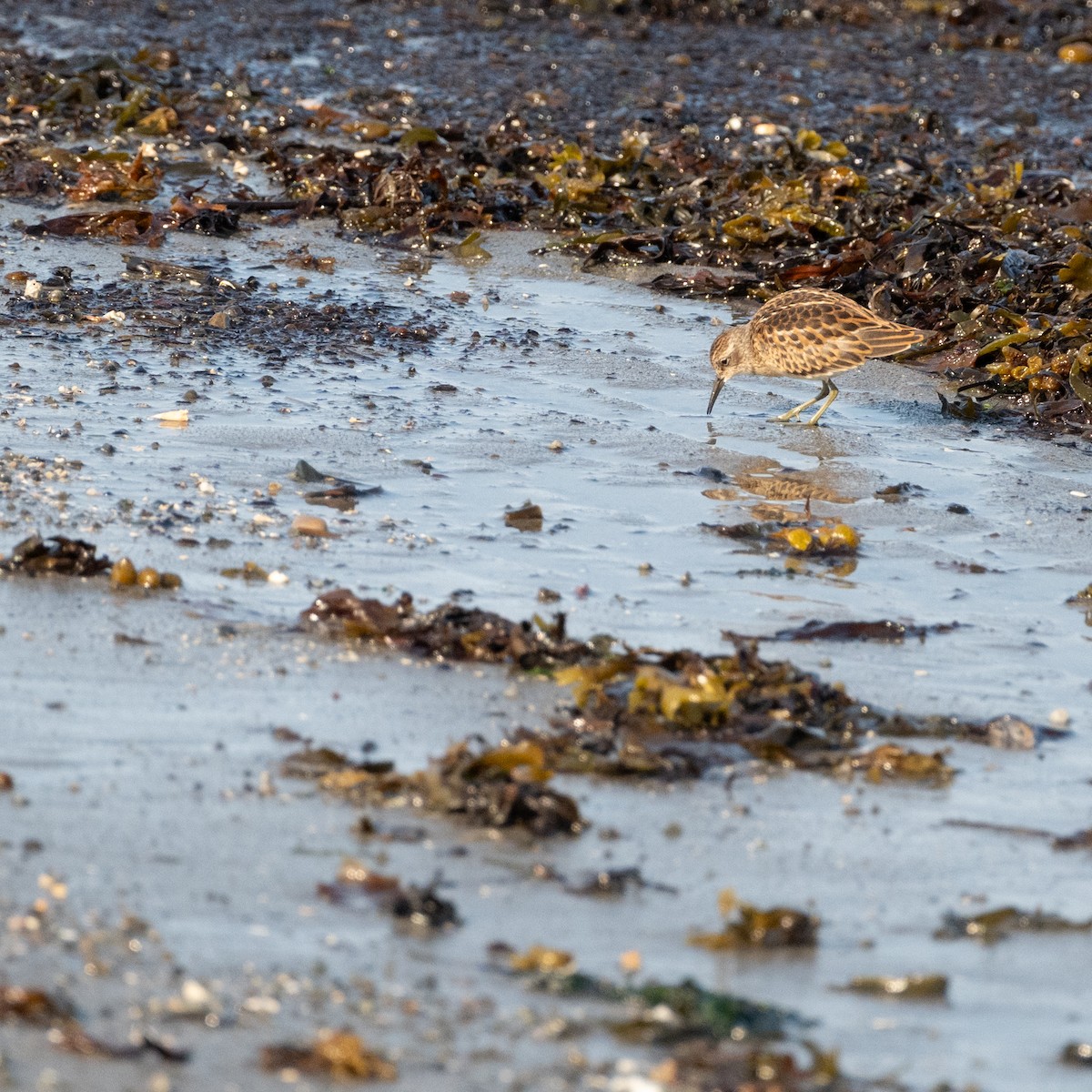 Least Sandpiper - ML621880794