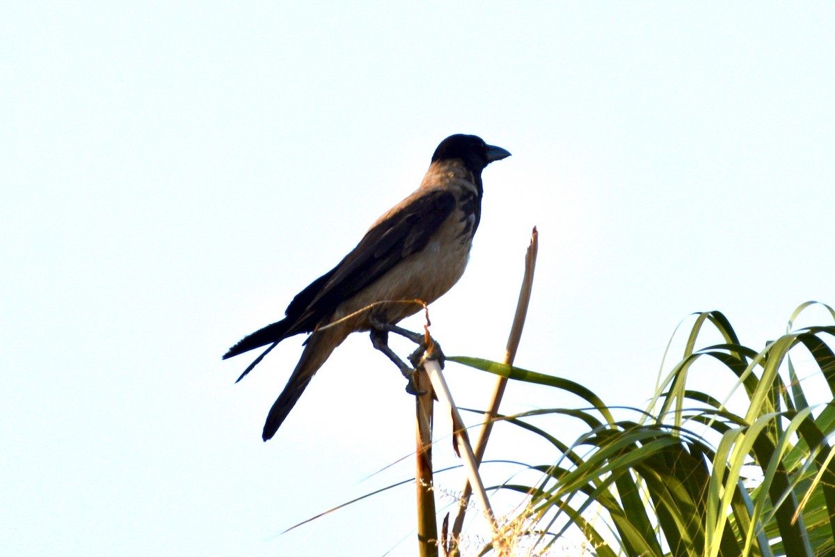 Hooded Crow - Lucia Pino-Garcia