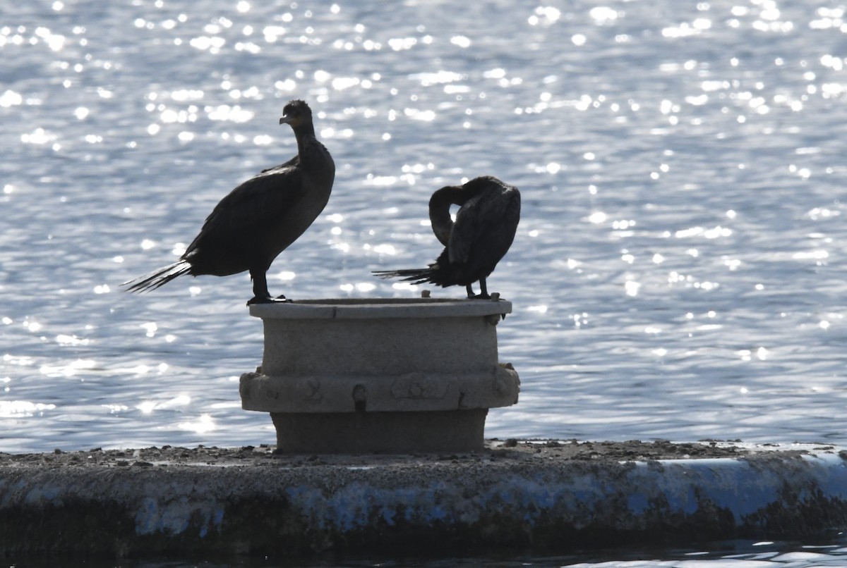 Double-crested Cormorant - ML621880807