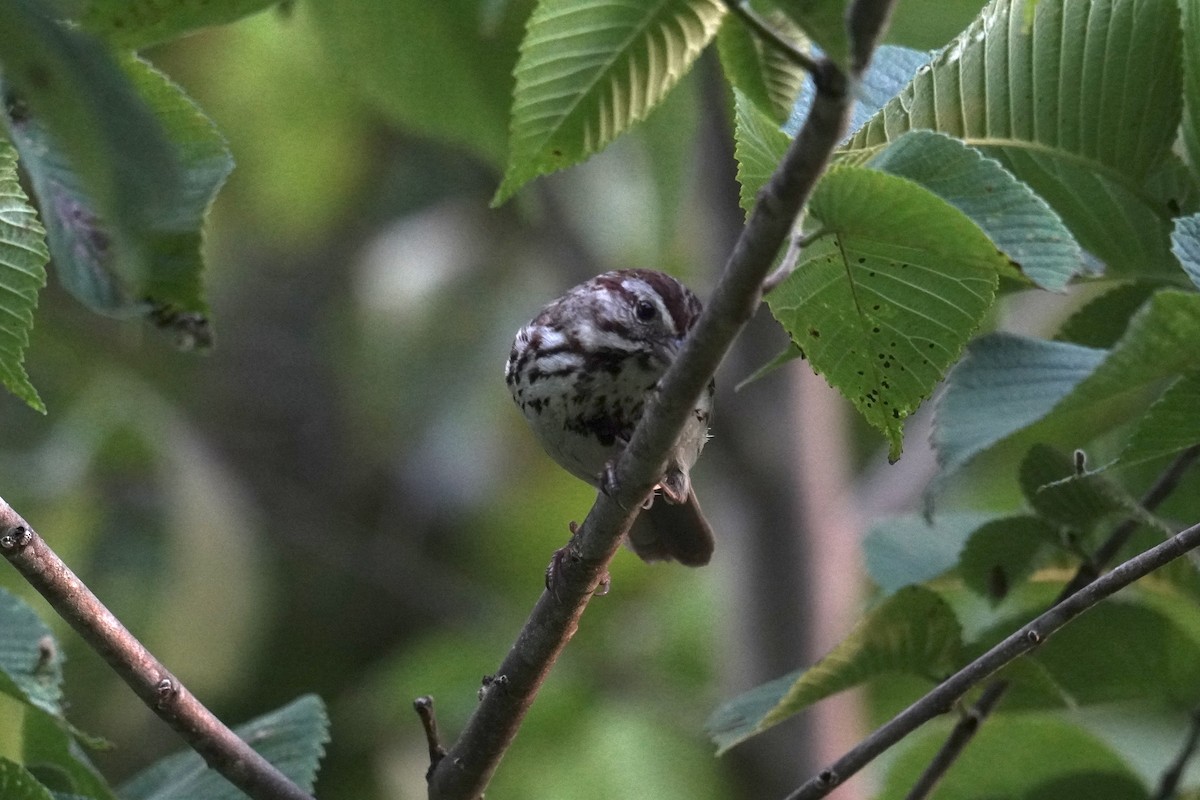 Song Sparrow - ML621880823