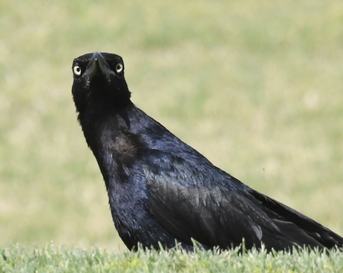 Great-tailed Grackle - John Williams