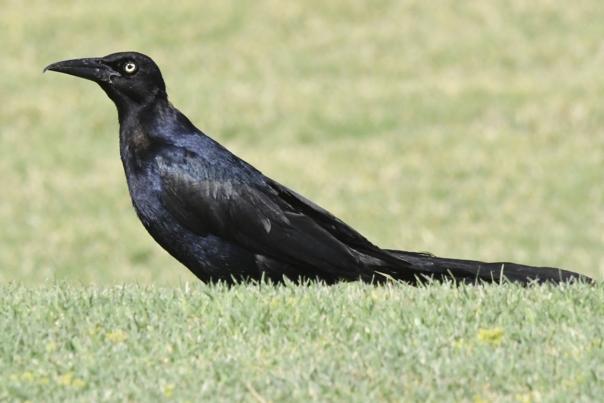Great-tailed Grackle - ML621880834