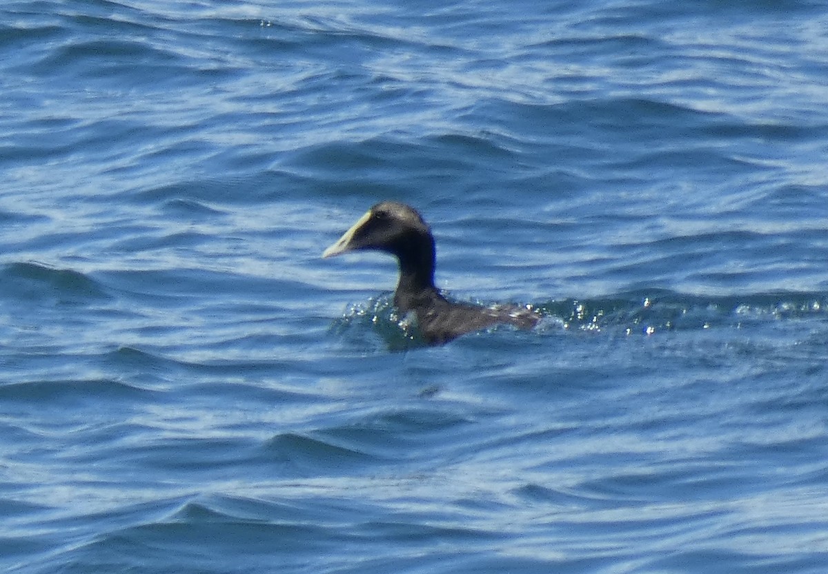 Common Eider - ML621880851