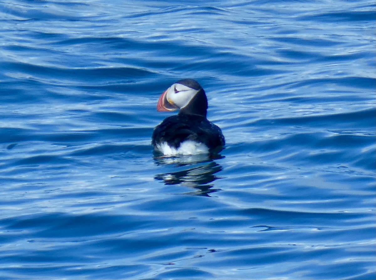 Atlantic Puffin - ML621880852