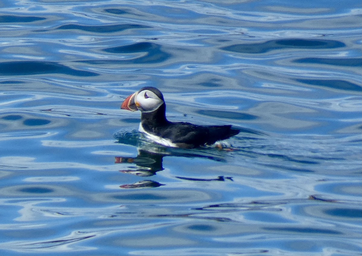 Atlantic Puffin - ML621880853