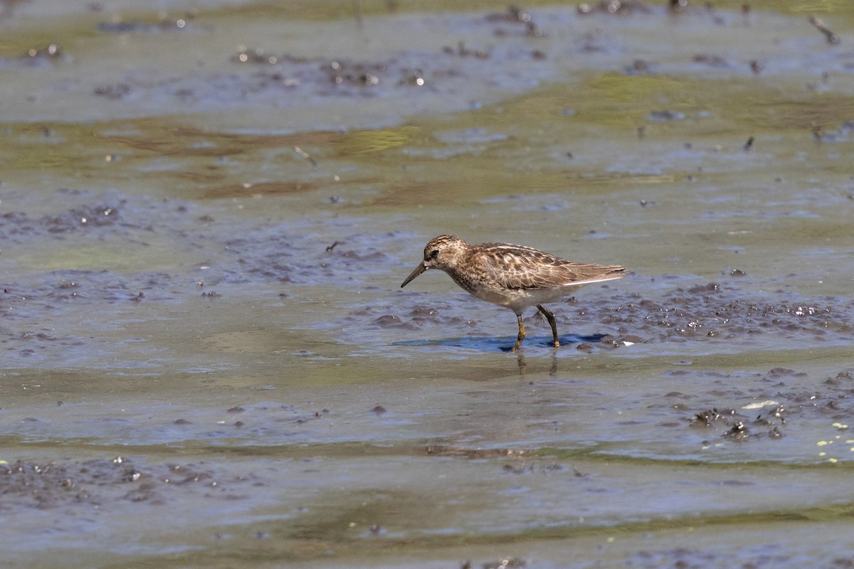 Least Sandpiper - ML621880854