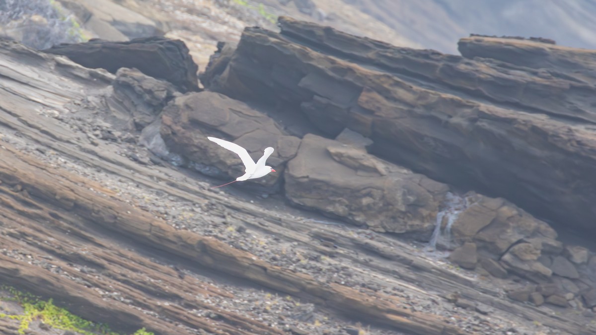 Red-tailed Tropicbird - ML621880858