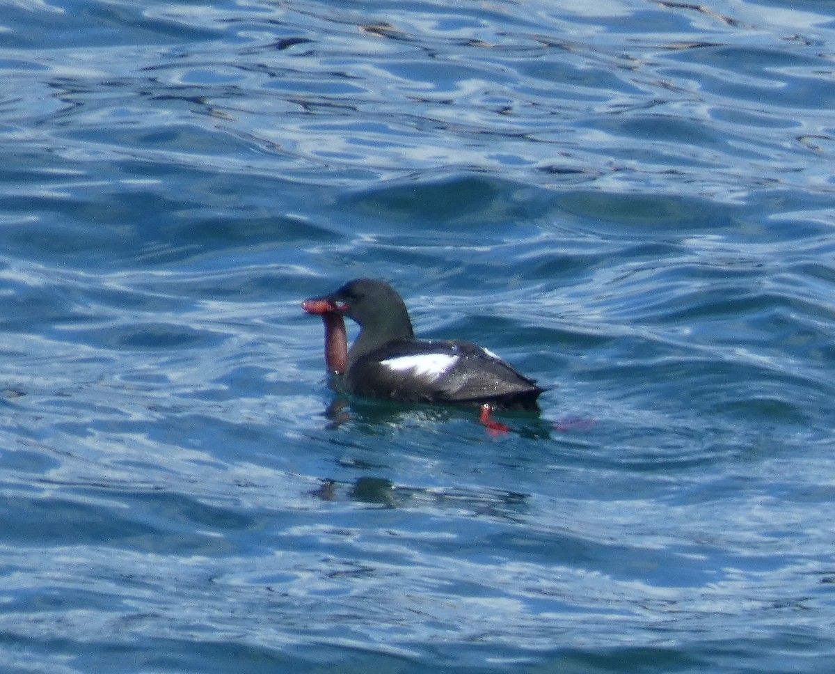 Black Guillemot - ML621880861