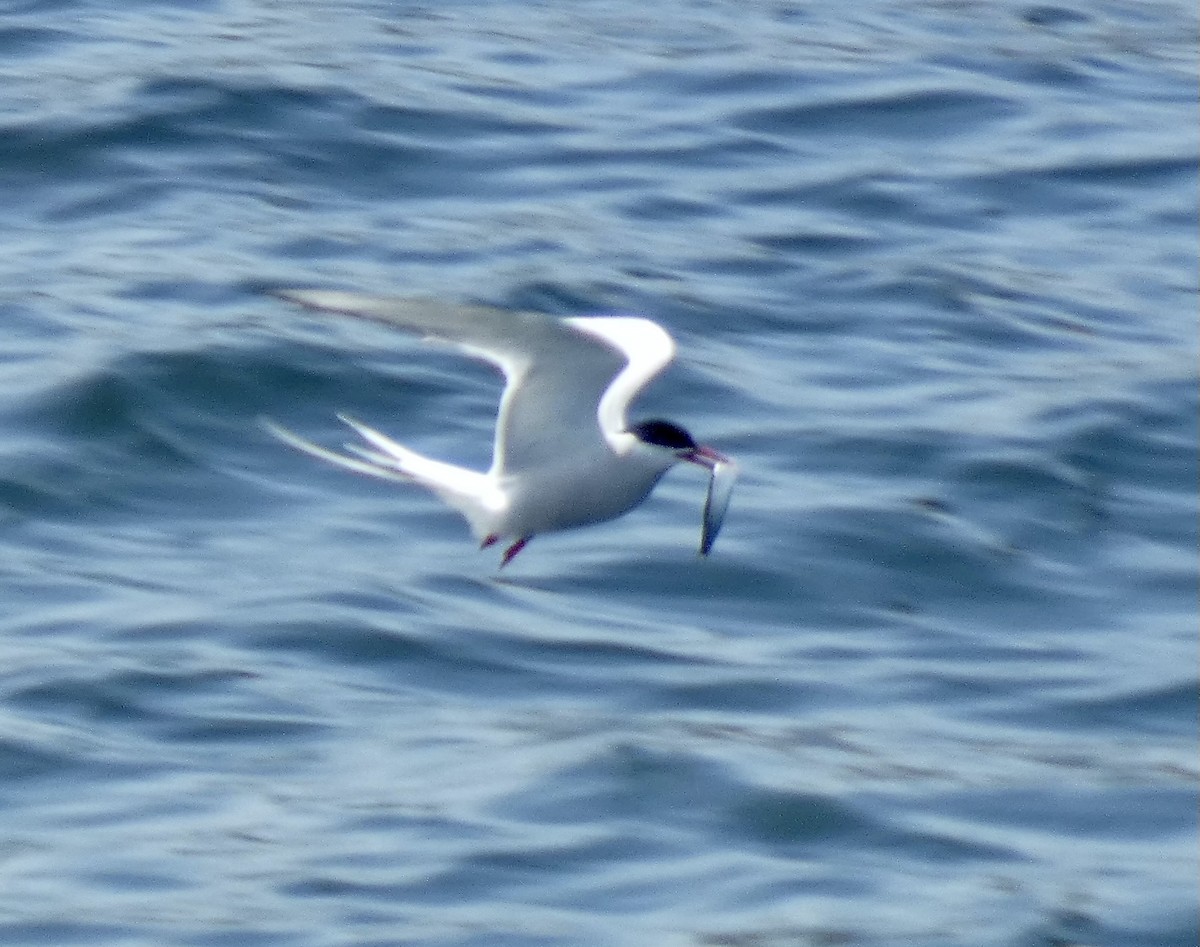 Arctic Tern - ML621880863