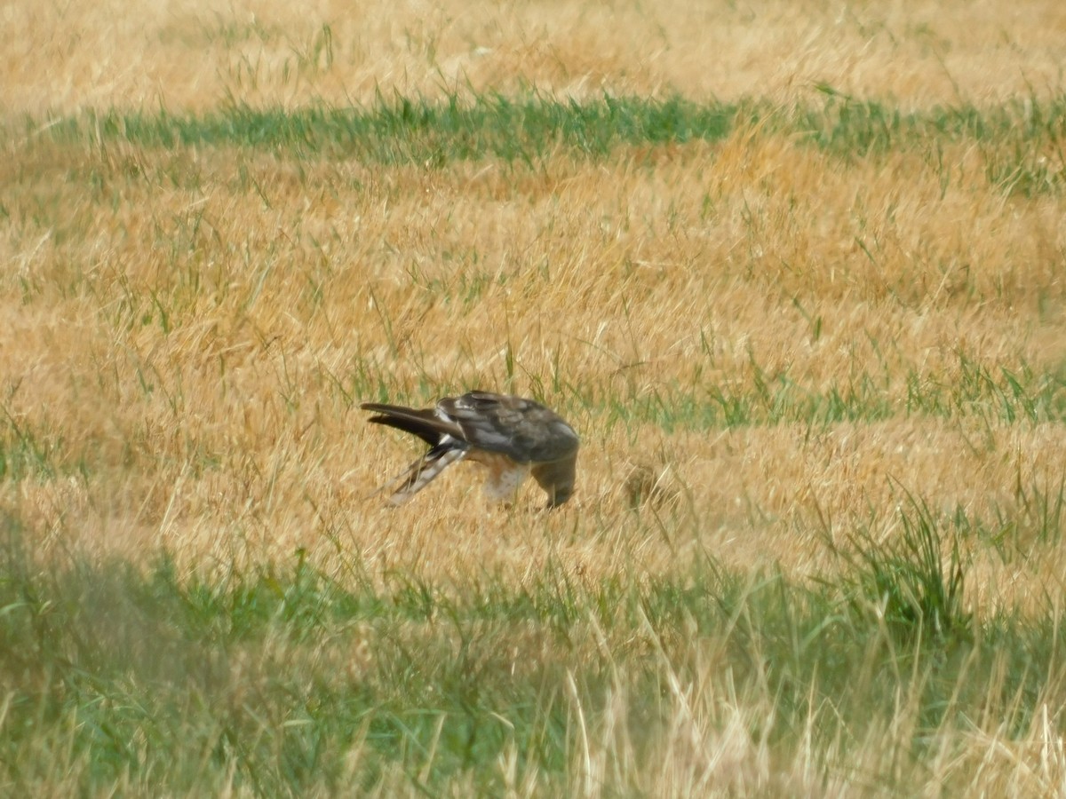 Northern Harrier - ML621880881