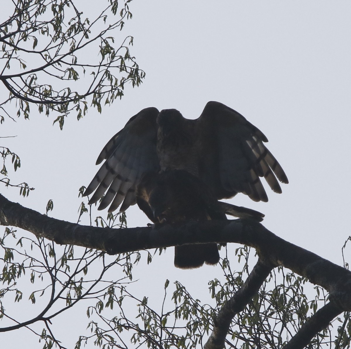 Wallace's Hawk-Eagle - ML621880885