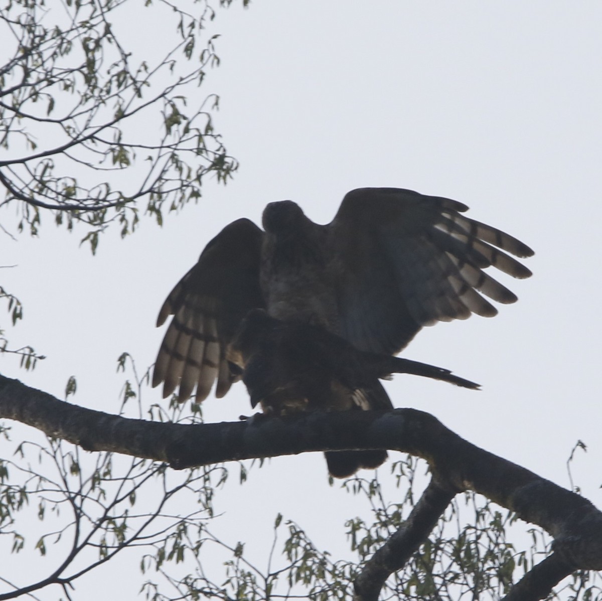 Wallace's Hawk-Eagle - ML621880888