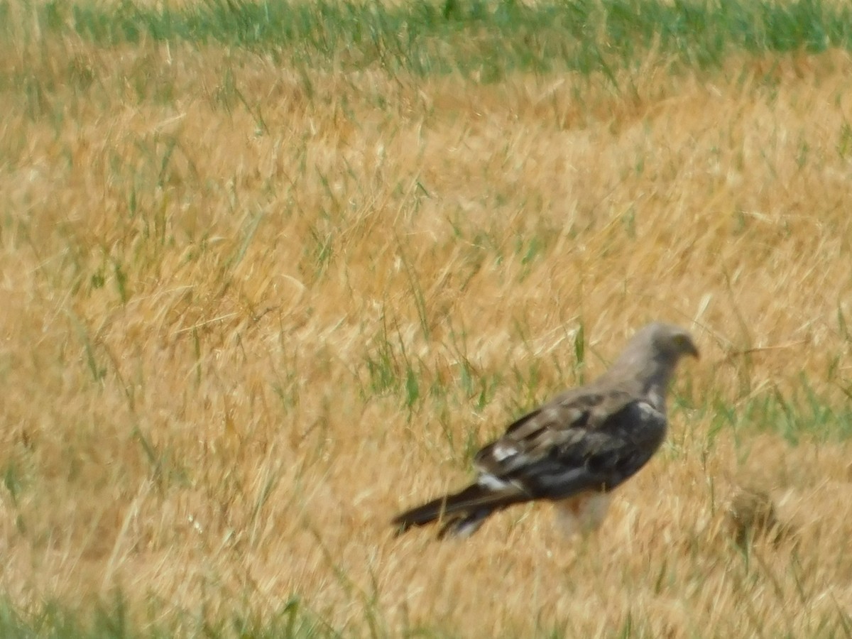 Northern Harrier - ML621880891