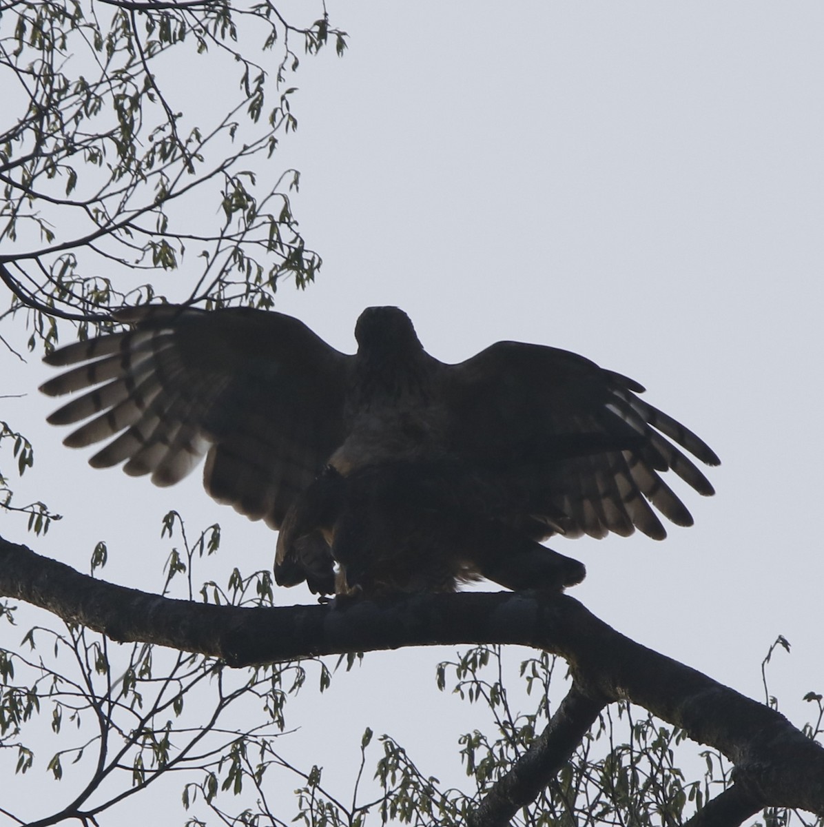 Wallace's Hawk-Eagle - Lee Muse