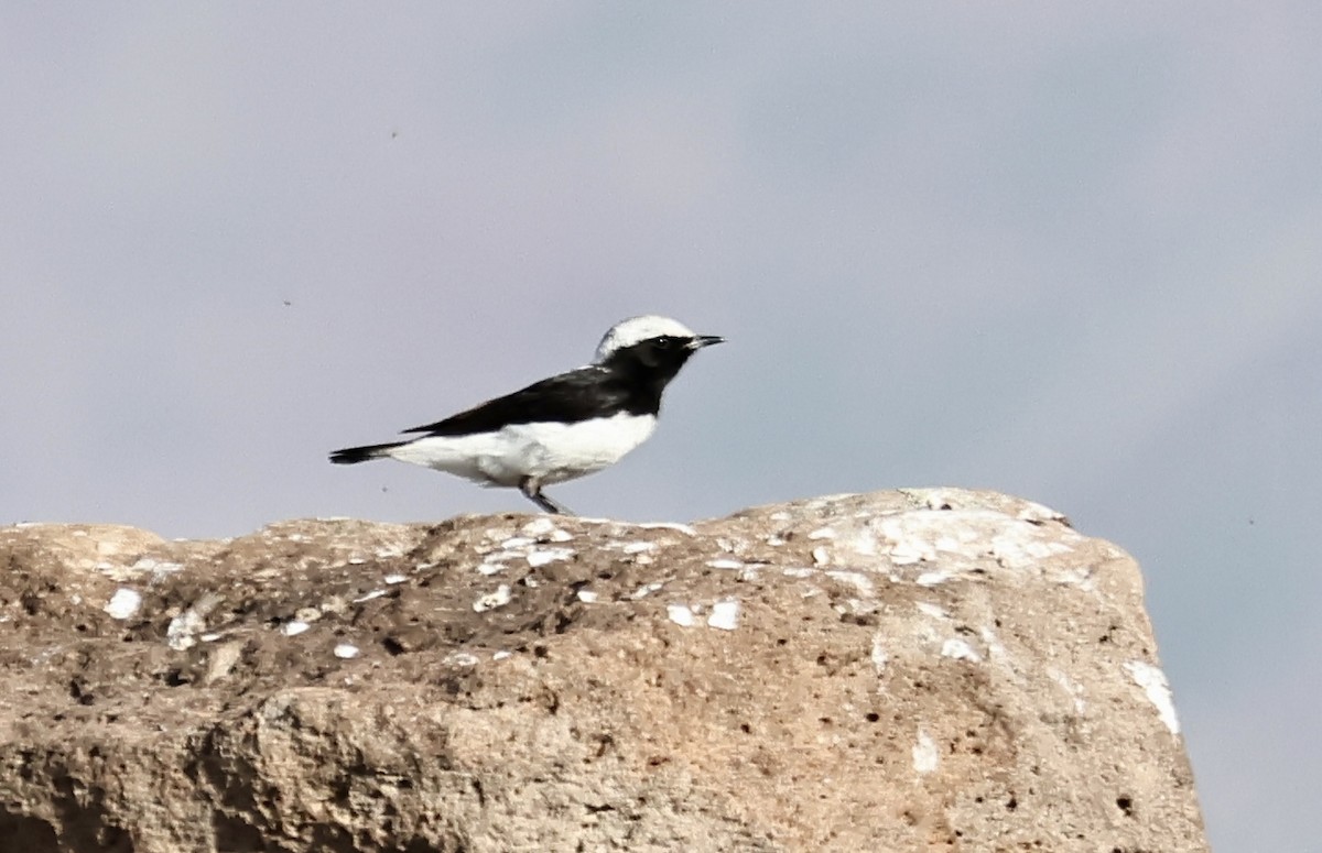 Finsch's Wheatear - ML621880901