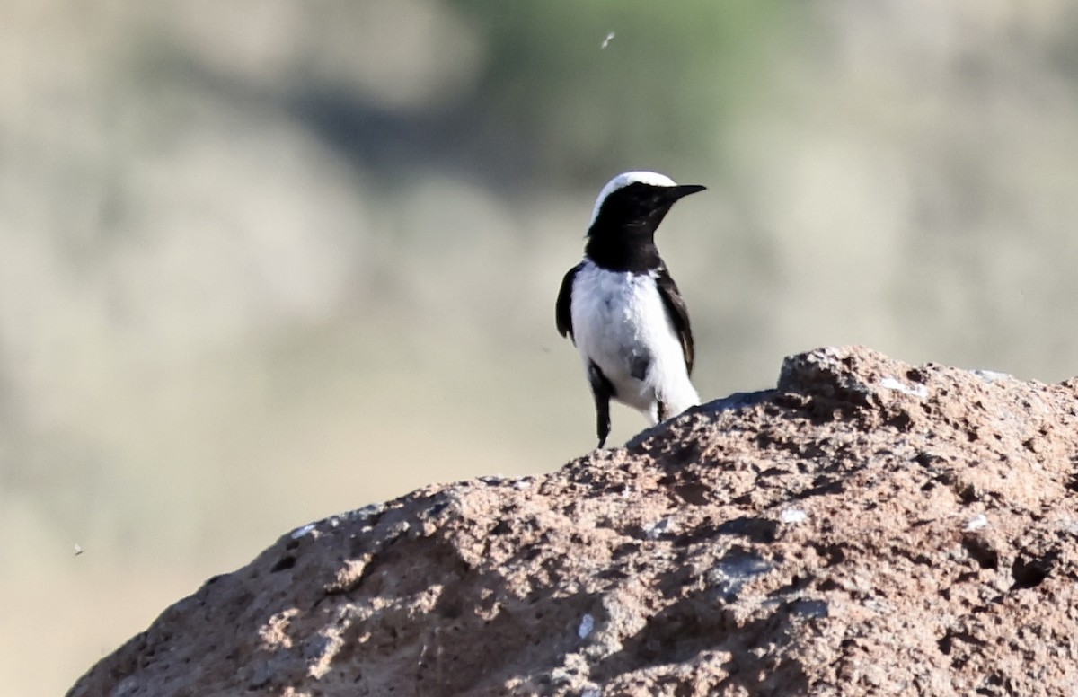 Finsch's Wheatear - ML621880903