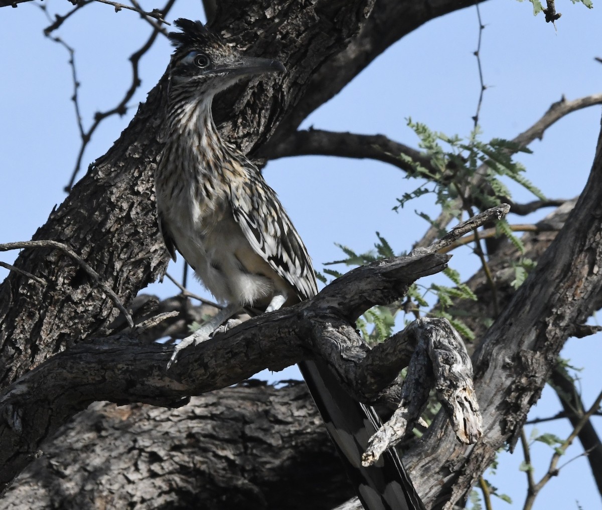 Greater Roadrunner - ML621880917