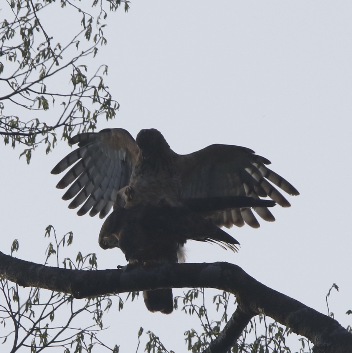 Wallace's Hawk-Eagle - ML621880921