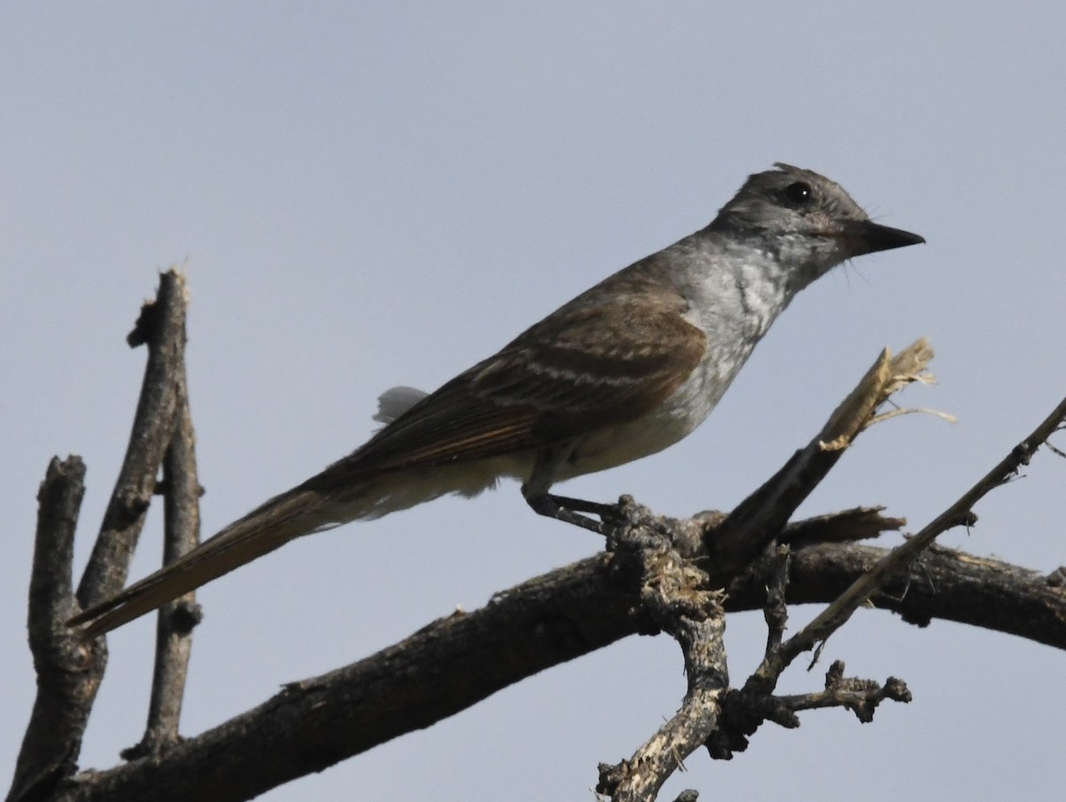 Ash-throated Flycatcher - ML621880928