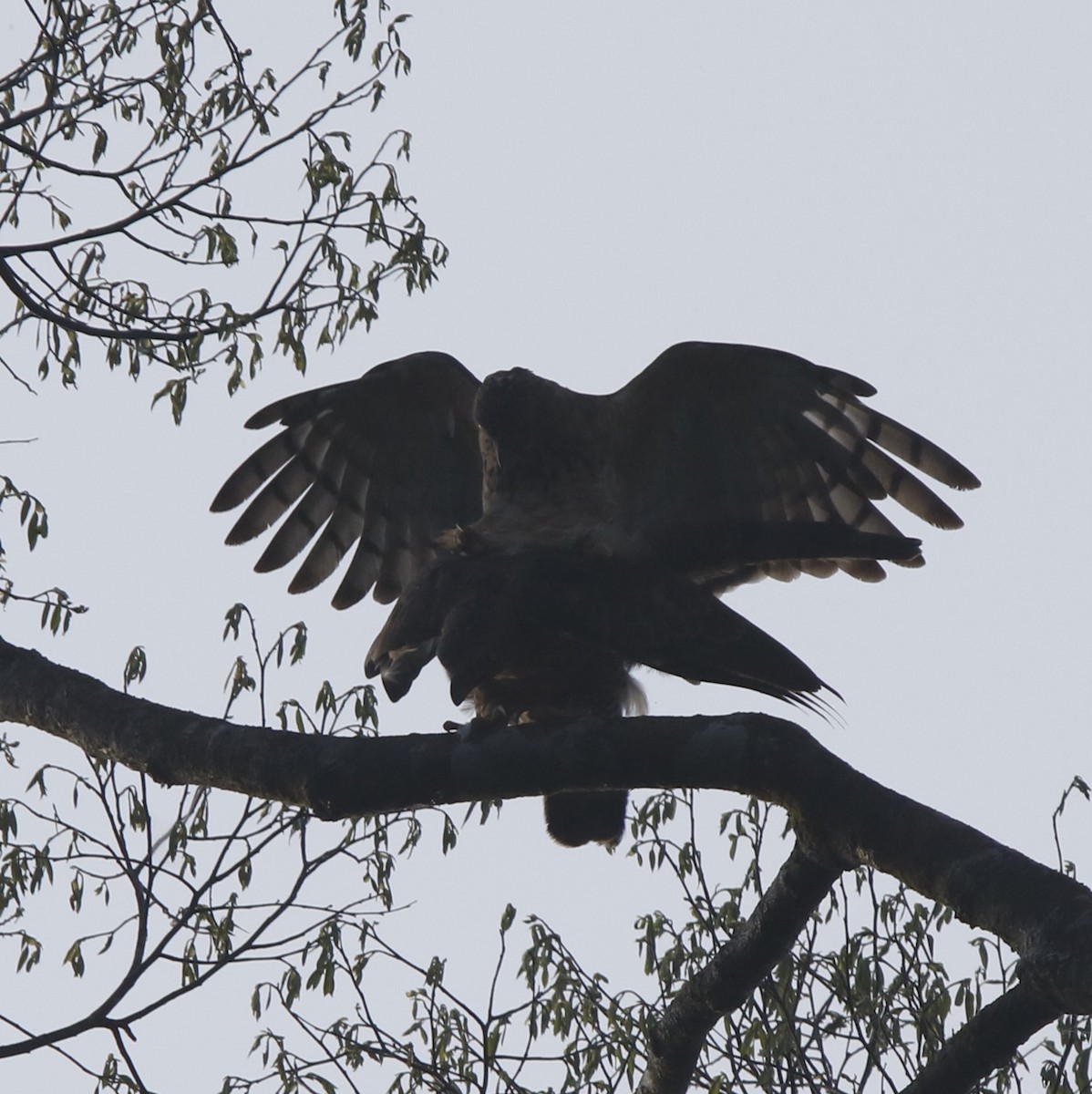 Wallace's Hawk-Eagle - ML621880930