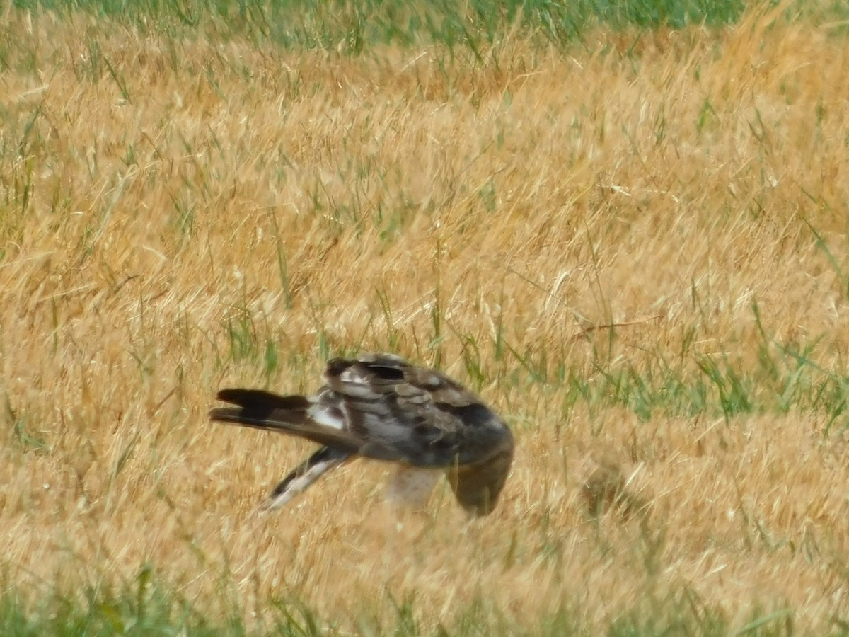 Northern Harrier - ML621880931