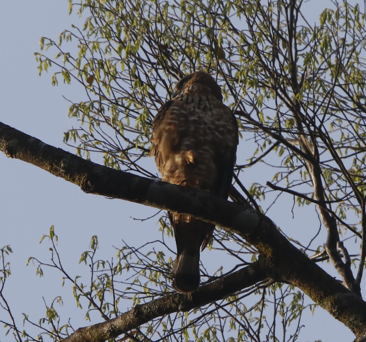 Wallace's Hawk-Eagle - ML621880935