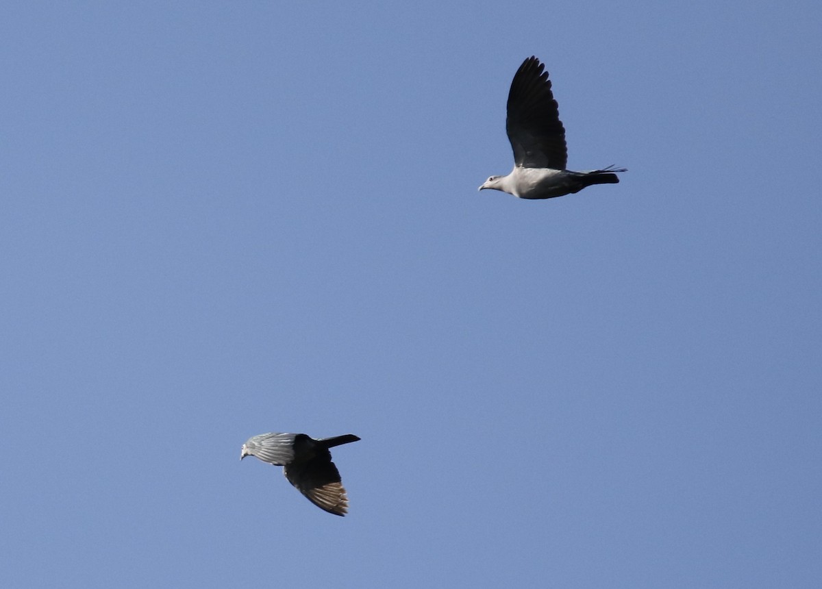 Green Imperial-Pigeon - ML621880970