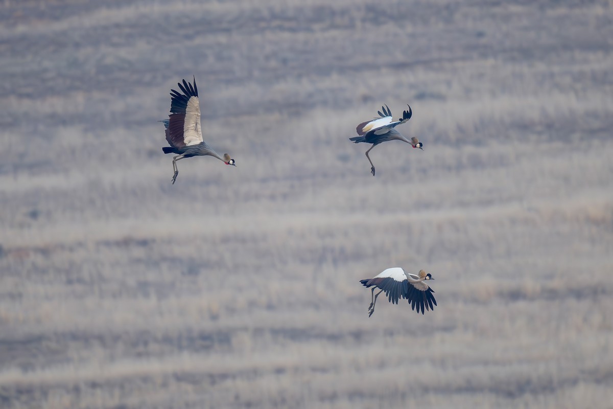 Gray Crowned-Crane - ML621880999