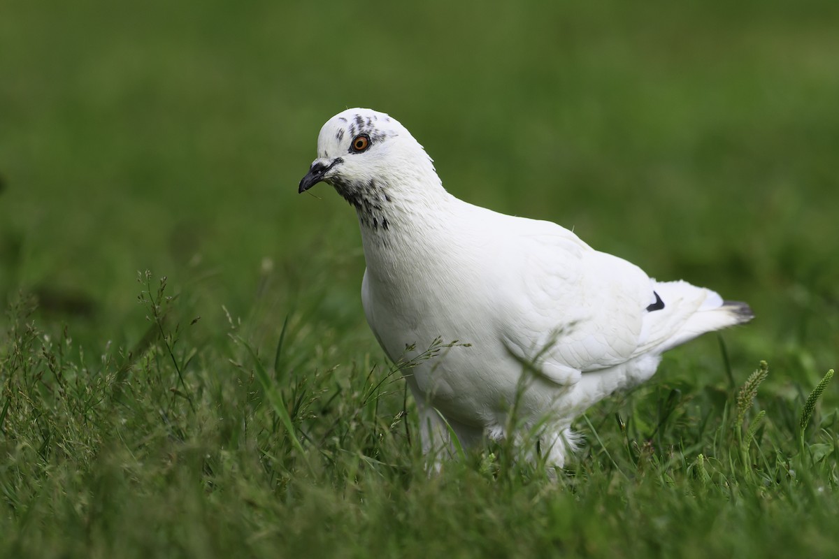 Rock Pigeon (Feral Pigeon) - ML621881002