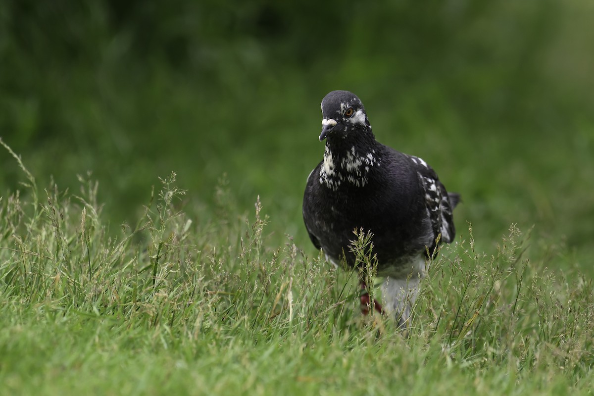 Rock Pigeon (Feral Pigeon) - ML621881003