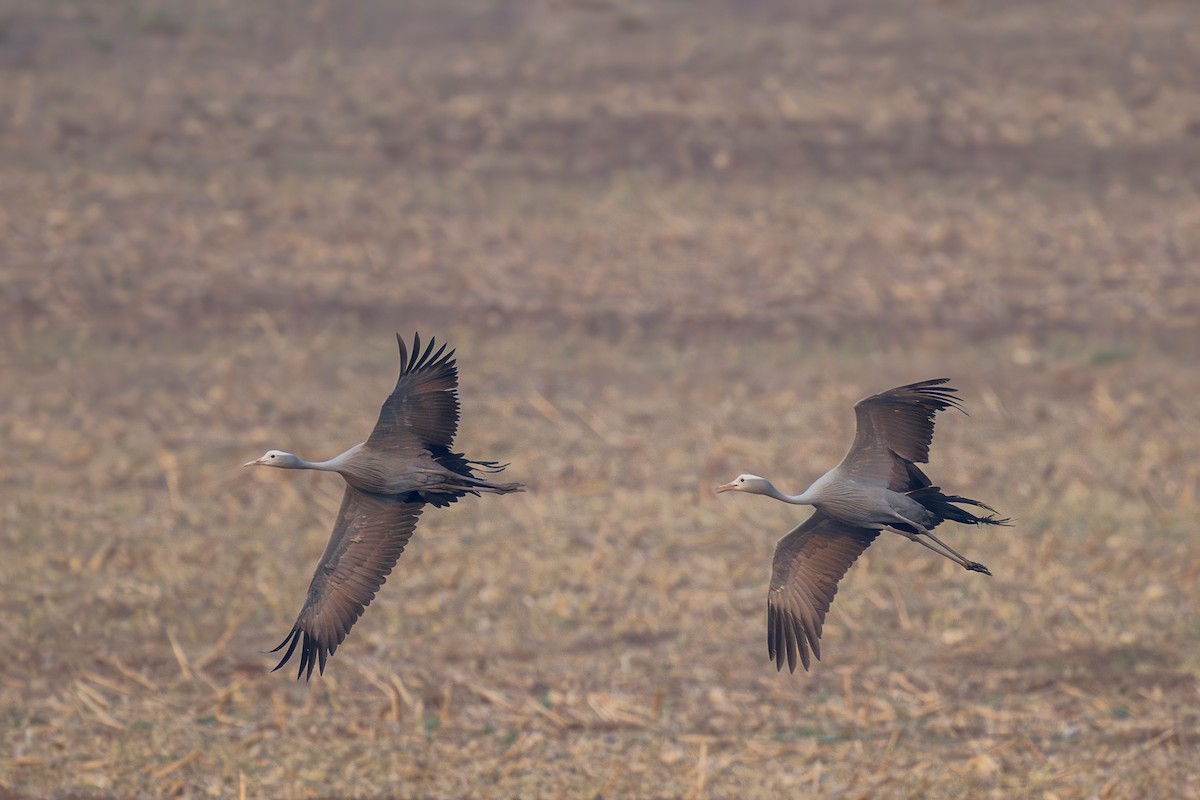 Blue Crane - ML621881004