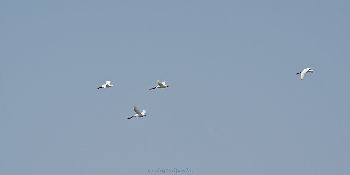 Black-necked Swan - ML621881005