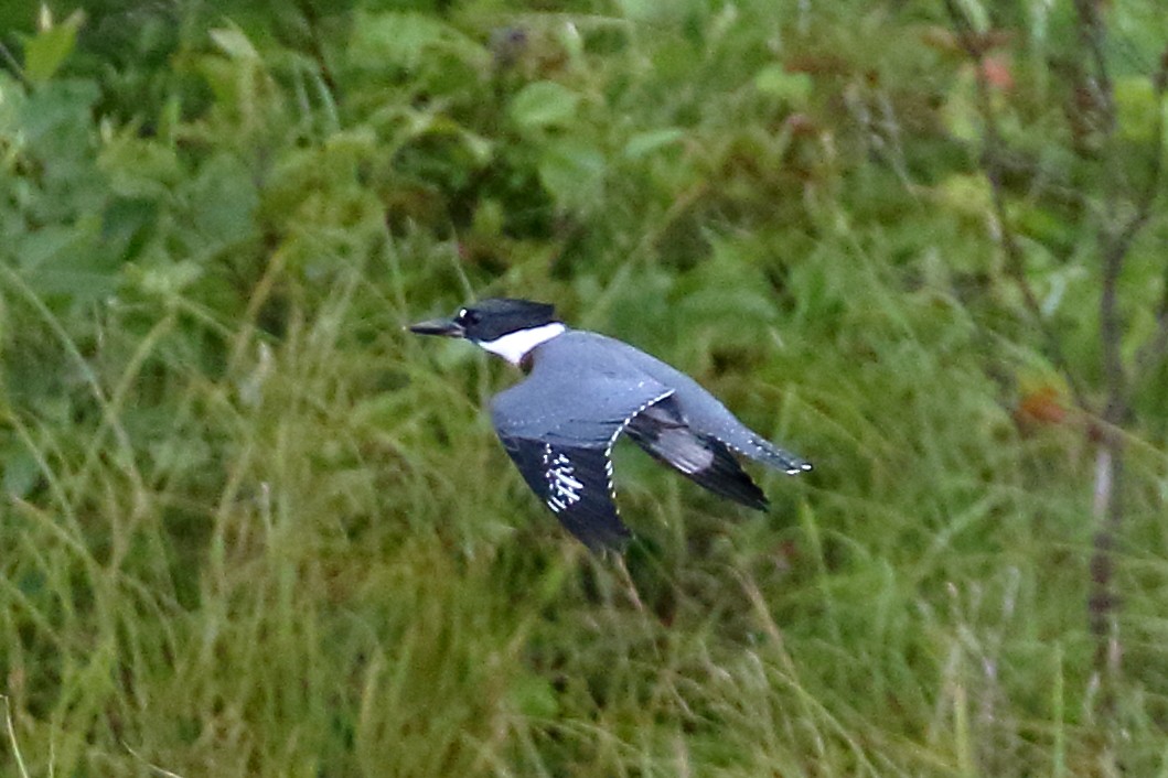 Belted Kingfisher - John Manger