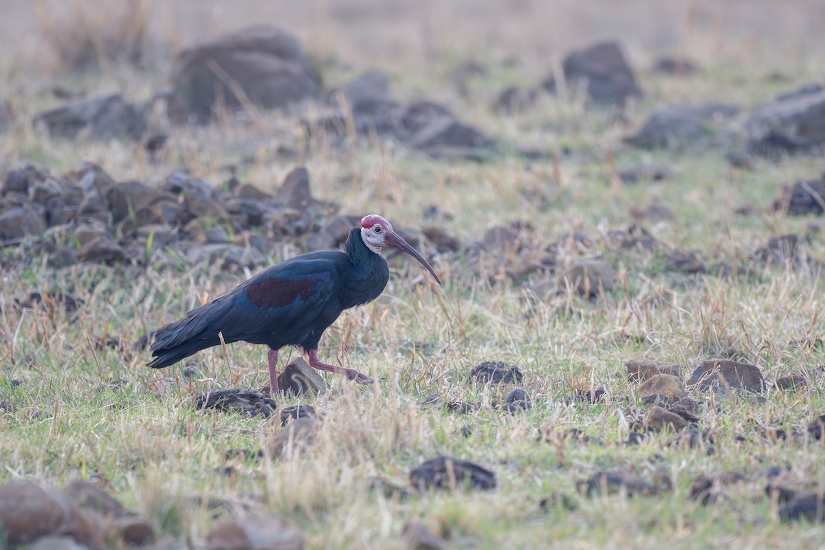 Southern Bald Ibis - ML621881010