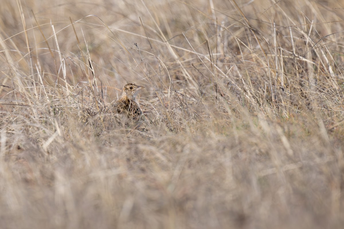 Rudd's Lark - ML621881015