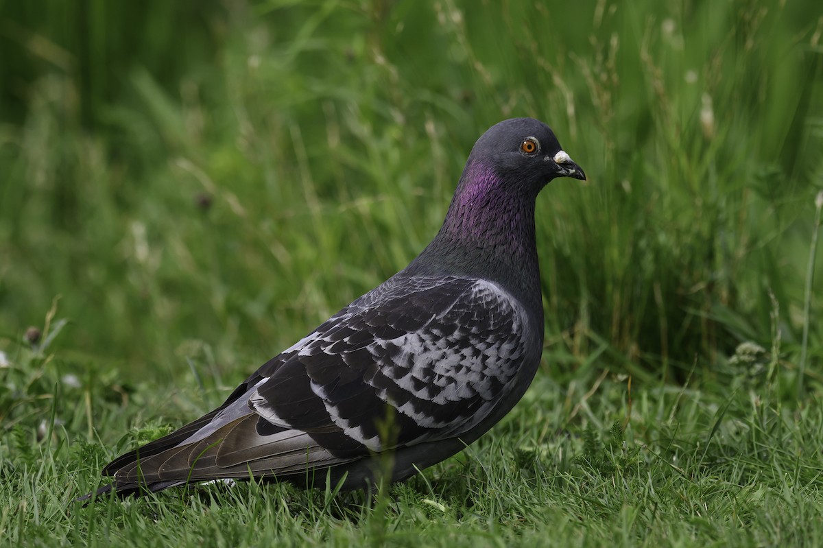 Rock Pigeon (Feral Pigeon) - ML621881017