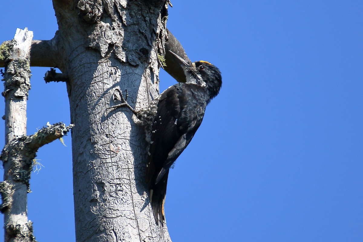 Black-backed Woodpecker - ML621881018