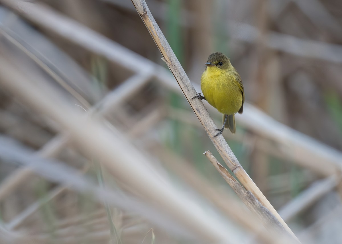 African Yellow-Warbler - Heyn de Kock