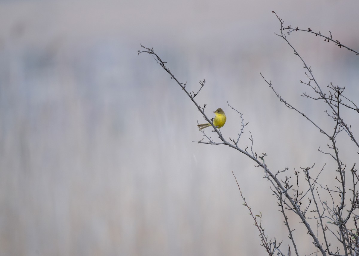 African Yellow-Warbler - ML621881024