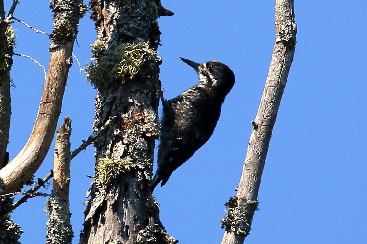 Black-backed Woodpecker - ML621881028