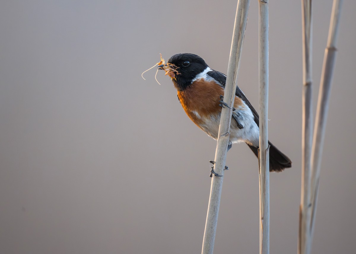 African Stonechat - ML621881030