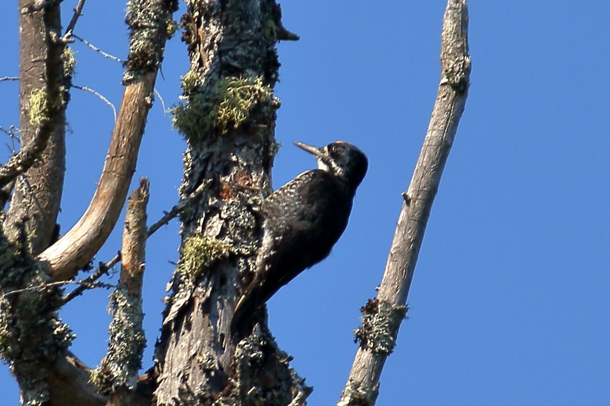 Black-backed Woodpecker - ML621881033