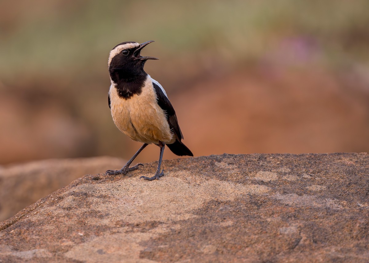 Buff-streaked Chat - ML621881034