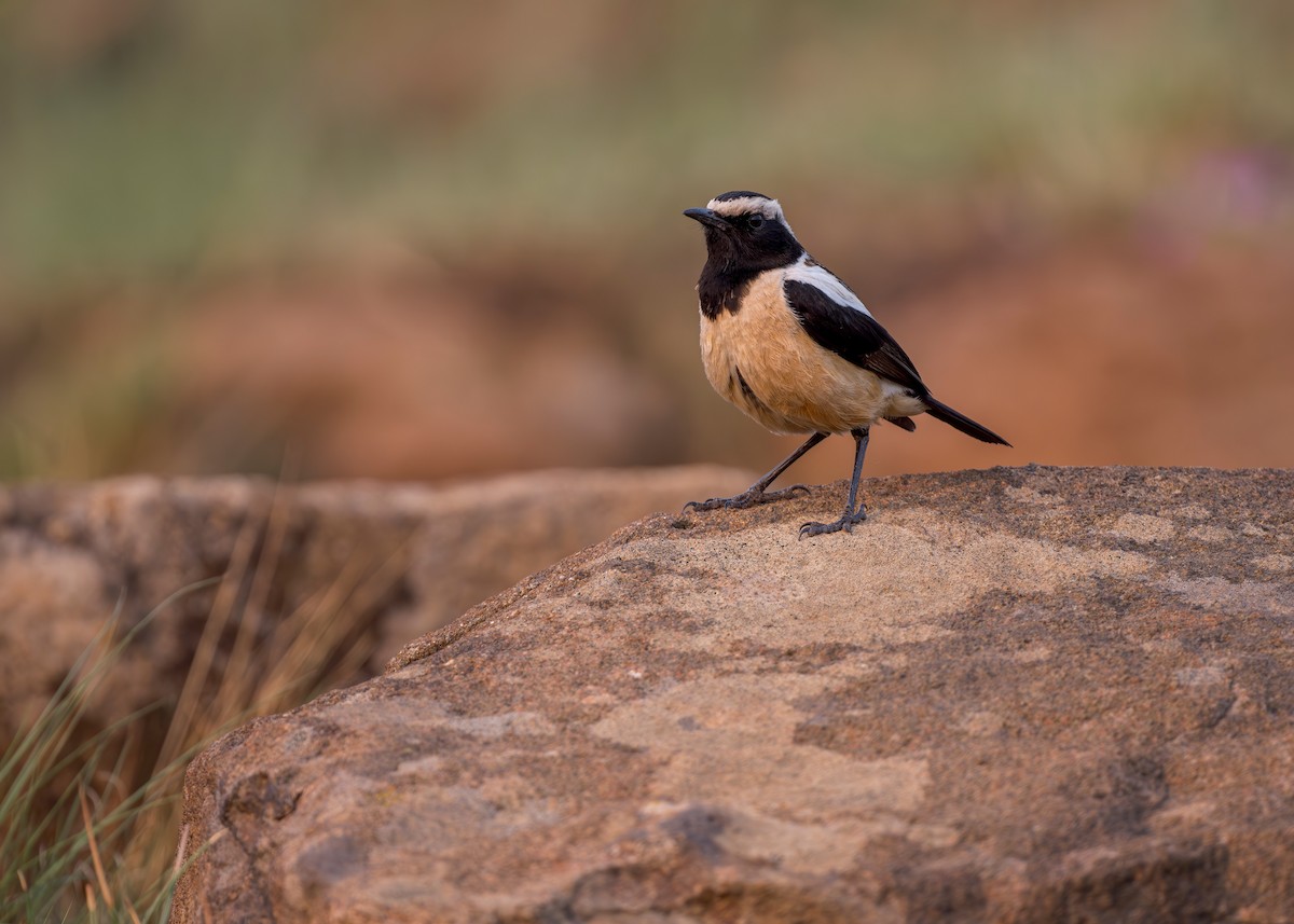 Buff-streaked Chat - ML621881035