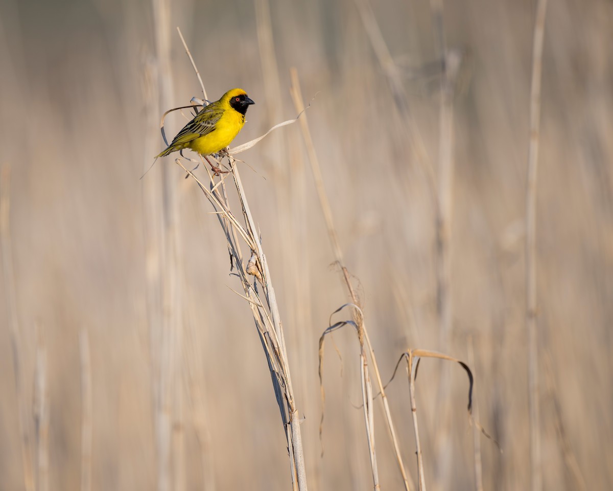 Southern Masked-Weaver - ML621881036