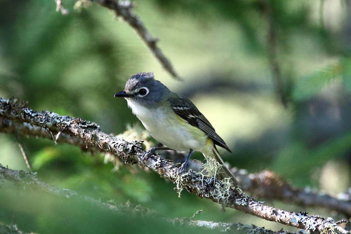 Blue-headed Vireo - ML621881047