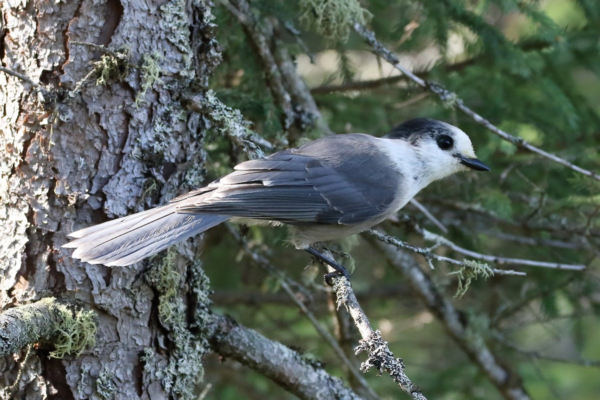 Canada Jay - ML621881053